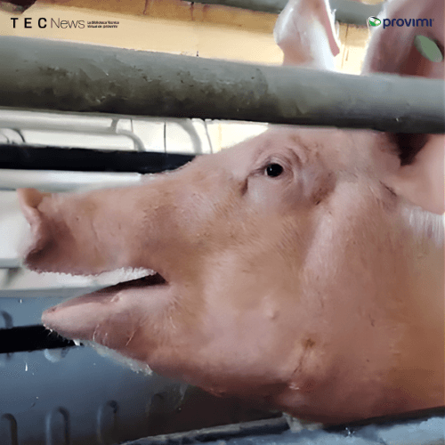 Estrés por calor en Sitio 1: Impacto en la productividad y economía de las granjas - Image 1