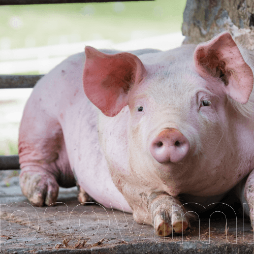 Preparación de la cerda para el próximo ciclo reproductivo: nutrición, condición corporal y flushing para maximizar la tasa de ovulación - Image 1