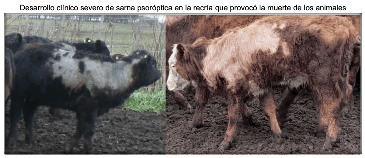 Parasitosis gastrointestinal y sarna psoróptica de los bovinos: Inmunidad en la epidemiología y productividad de los animales - Image 25