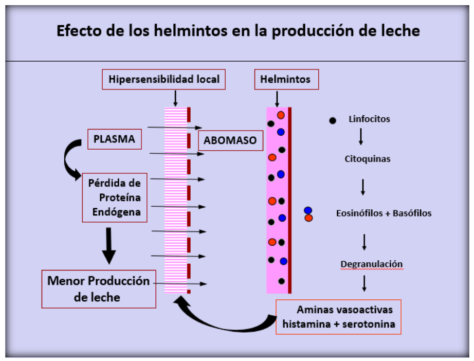 Parasitosis gastrointestinal y sarna psoróptica de los bovinos: Inmunidad en la epidemiología y productividad de los animales - Image 21