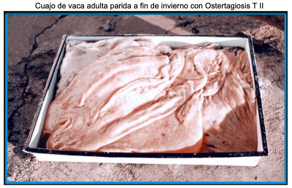 Parasitosis gastrointestinal y sarna psoróptica de los bovinos: Inmunidad en la epidemiología y productividad de los animales - Image 19
