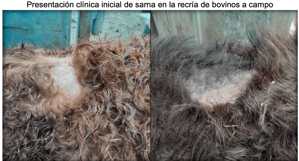Parasitosis gastrointestinal y sarna psoróptica de los bovinos: Inmunidad en la epidemiología y productividad de los animales - Image 23