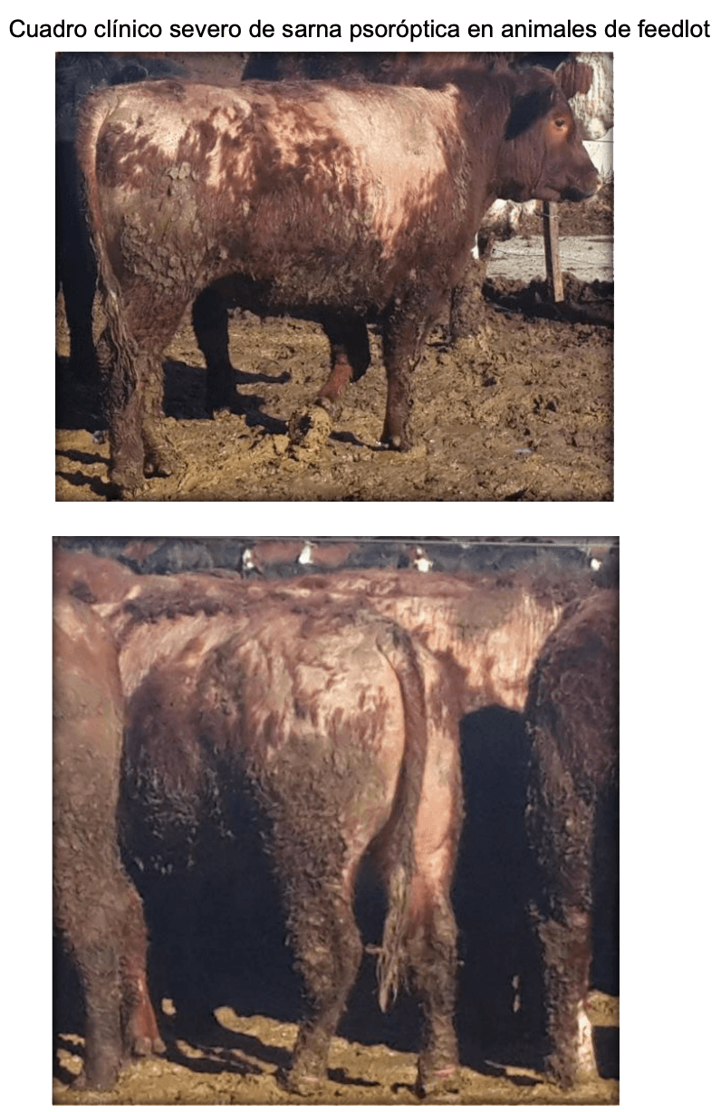 Parasitosis gastrointestinal y sarna psoróptica de los bovinos: Inmunidad en la epidemiología y productividad de los animales - Image 27