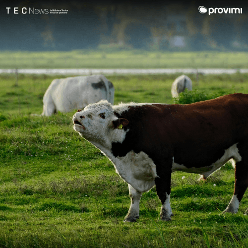 Asignación de forraje: una herramienta olvidada para ganar kilos - Image 1