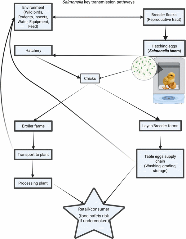 Descifrando las respuestas inmunitarias de las aves a las vacunas contra la Salmonella - Image 1