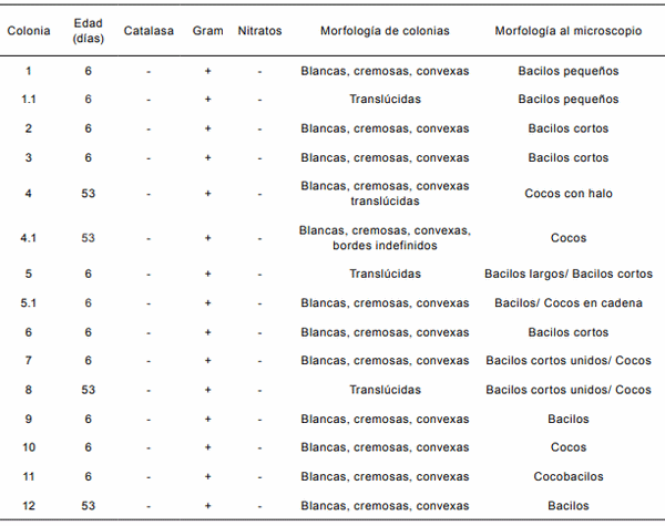 Aislamiento de Lactobacillus reuteri de pollos con potencial efecto probiótico - Image 1