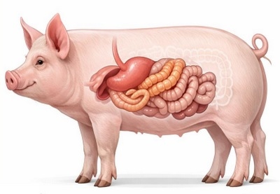 Salmonelosis porcina: Panorama técnico y rfetos actuales en producción - Image 2