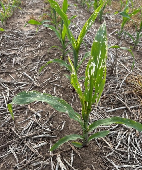 Variación en la respuesta toxicológica a Clorantraniliprole en una población de Spodoptera frugiperda sobreviviente a Vip3Aa20 - Image 1