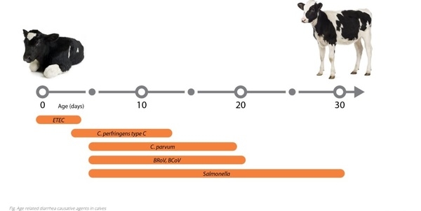 onstruyendo bases sólidas: El papel de la salud intestinal en el desarrollo de los terneros - Image 1