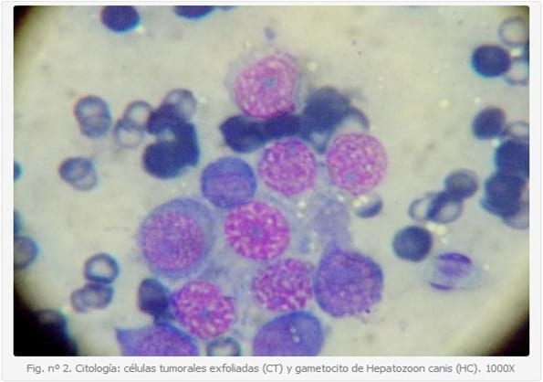 Hepatozoon canis asociado a un tumor venéreo transmisible: singular hallazgo. - Image 2