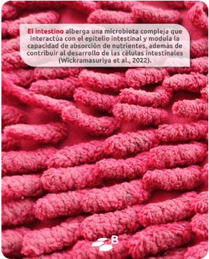 Salud intestinal avícola – Comprendiendo y controlando la inflamación - Image 1