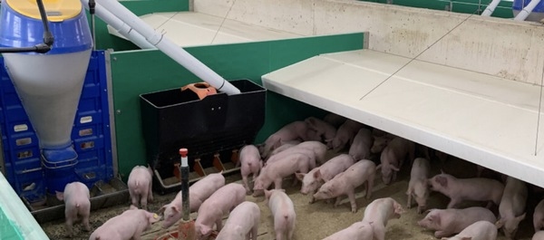 ¿Cómo escoger entre alimentación seca o en húmedo en porcino? - Image 1