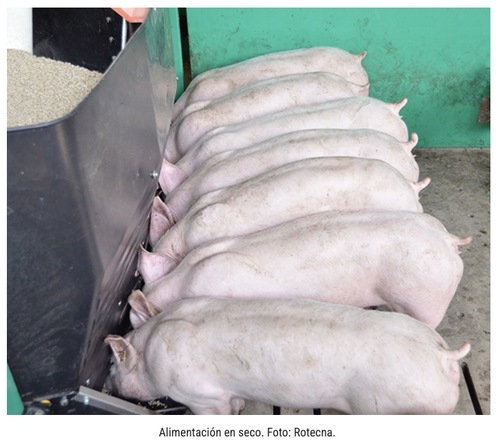 ¿Cómo escoger entre alimentación seca o en húmedo en porcino? - Image 2