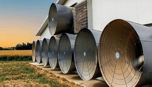 Ventilación natural o ventilación forzada en granjas porcinas - Image 3