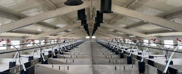 Ventilación natural o ventilación forzada en granjas porcinas - Image 1