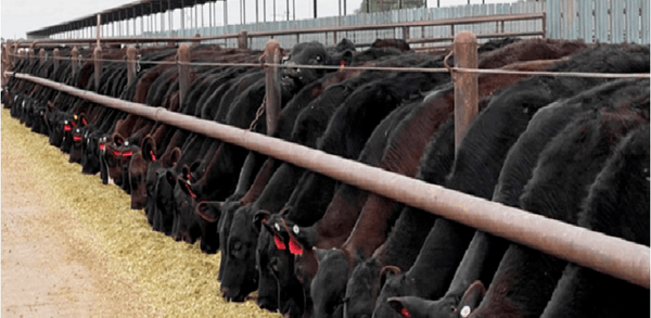 La genética carnicera sobre vacas lecheras impulsa un negocio que ya gana valor en los países de punta - Image 1