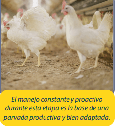 Fase de transferencia: por qué importa en sistemas sin jaulas - Image 1