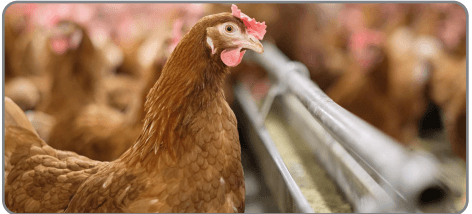 Fase de transferencia: por qué importa en sistemas sin jaulas - Image 2