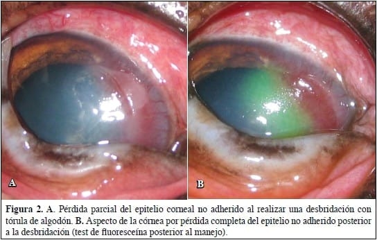 Defecto epitelial corneal espontáneo crónico en perros. - Image 2