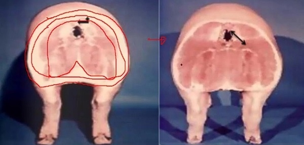 Fraccionamiento de Energía en una Cerda Gestante/Lactante. Por que pierdo la condición corporal? - Image 2
