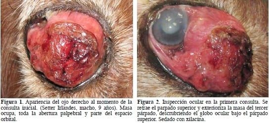 Ceguera unilateral secundaria a un adenoma de la glándula del tercer párpado. - Image 1