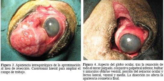 Ceguera unilateral secundaria a un adenoma de la glándula del tercer párpado. - Image 2