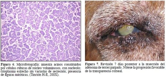 Ceguera unilateral secundaria a un adenoma de la glándula del tercer párpado. - Image 4