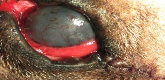 Ceguera unilateral secundaria a un adenoma de la glándula del tercer párpado. - Image 3