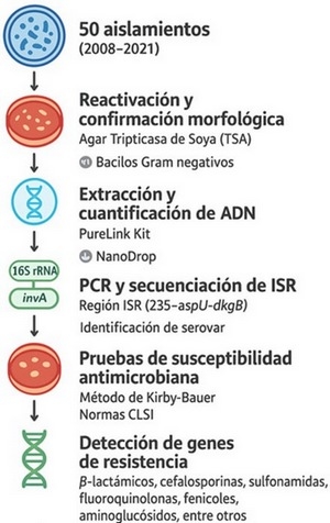 Resistencia antimicrobiana en Salmonella spp.: análisis fenotípico, genotípico y perspectivas desde el enfoque de Una Salud - Image 1