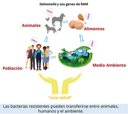Resistencia antimicrobiana en Salmonella spp.: análisis fenotípico, genotípico y perspectivas desde el enfoque de Una Salud - Image 1