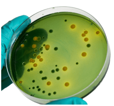 Resistencia antimicrobiana en Salmonella spp.: análisis fenotípico, genotípico y perspectivas desde el enfoque de Una Salud - Image 1