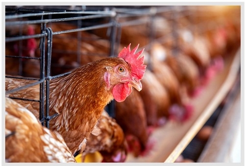 Péptidos reguladores de la ingesta de alimento en el eje intestino-cerebro de gallinas ponedoras alojadas en dos sistemas diferentes de producción de huevos - Image 1