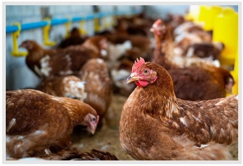 Péptidos reguladores de la ingesta de alimento en el eje intestino-cerebro de gallinas ponedoras alojadas en dos sistemas diferentes de producción de huevos - Image 2