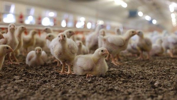 El pollo cruza el Atlántico - Image 1