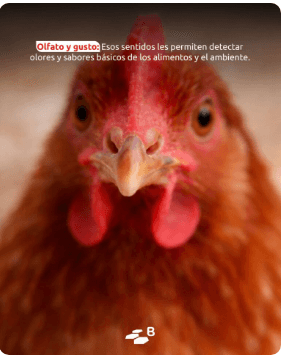 ¿Por qué hacen eso?: Lo que revela el comportamiento de las aves - Image 4