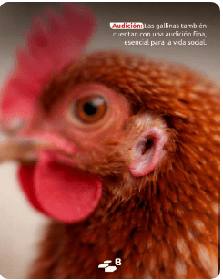 ¿Por qué hacen eso?: Lo que revela el comportamiento de las aves - Image 2