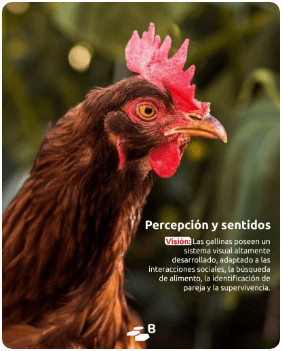 ¿Por qué hacen eso?: Lo que revela el comportamiento de las aves - Image 1