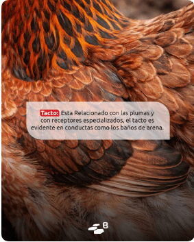 ¿Por qué hacen eso?: Lo que revela el comportamiento de las aves - Image 3