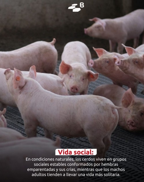 Curiosidades porcinas: etología con hocico y buen humor - Image 2