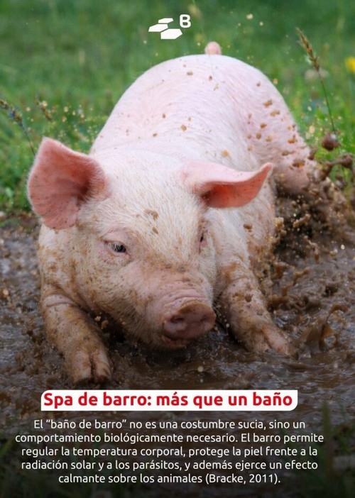 Curiosidades porcinas: etología con hocico y buen humor - Image 5