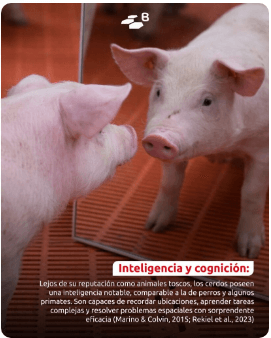 Curiosidades porcinas: etología con hocico y buen humor - Image 1