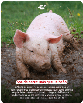 Curiosidades porcinas: etología con hocico y buen humor - Image 5