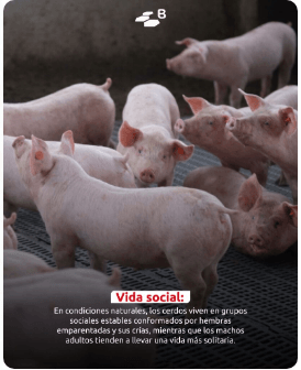 Curiosidades porcinas: etología con hocico y buen humor - Image 2