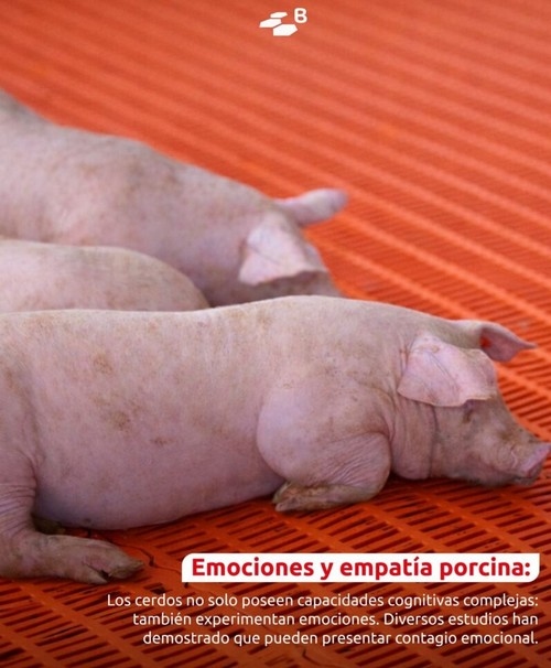 Curiosidades porcinas: etología con hocico y buen humor - Image 3
