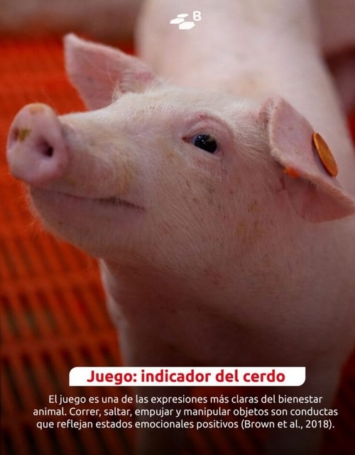 Curiosidades porcinas: etología con hocico y buen humor - Image 4