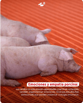 Curiosidades porcinas: etología con hocico y buen humor - Image 3