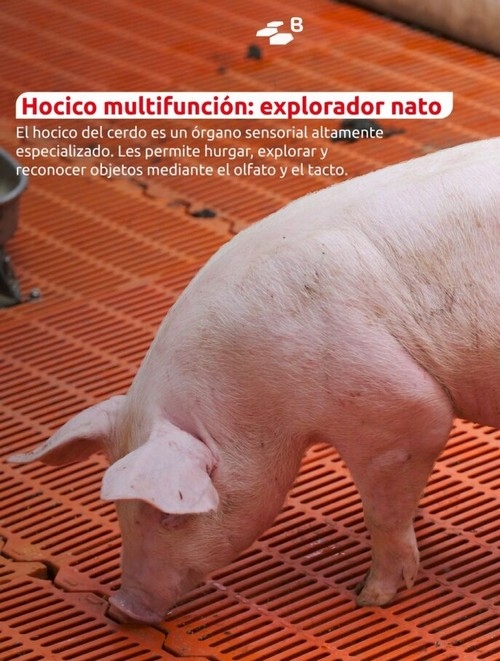 Curiosidades porcinas: etología con hocico y buen humor - Image 6