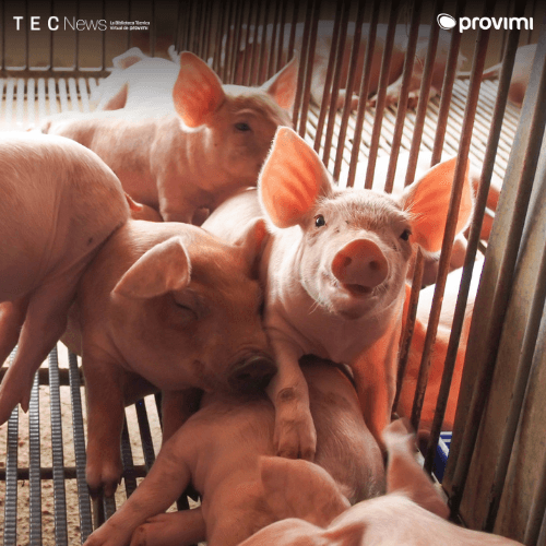 Estrés posdestete: la importancia crítica de la hidratación y el consumo en las primeras horas - Image 1