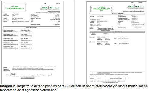Imagen 2. Registro resultado positivo para S.Gallinarum por microbiología y biología molecular en laboratorio de diagnóstico Veterinario.