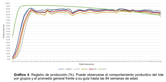 Gráfico 4. Registro de producción (%). Puede observarse el comportamiento productivo del lote por grupos y el promedio general frente a su guía hasta las 84 semanas de edad.